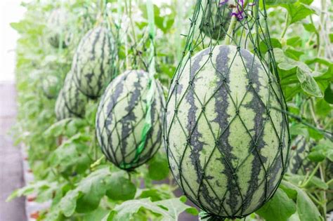 How to Grow Watermelons Vertically : Growing Melons .